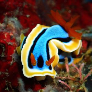 chromodoris annae nudibranch el nido palawan divers