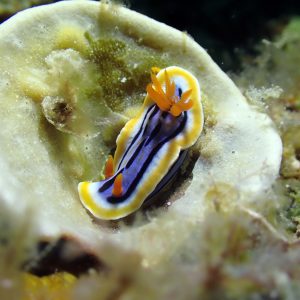 chromodoris annae top nudibranch el nido palawan divers