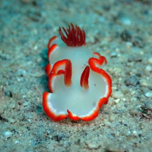 glossodoris averni nudibranch el nido palawan divers