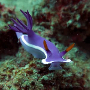 hypselodoris variobranchia nudibranch el nido palawan divers