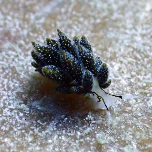 leaf sheep costasiella nudibranch el nido palawan divers