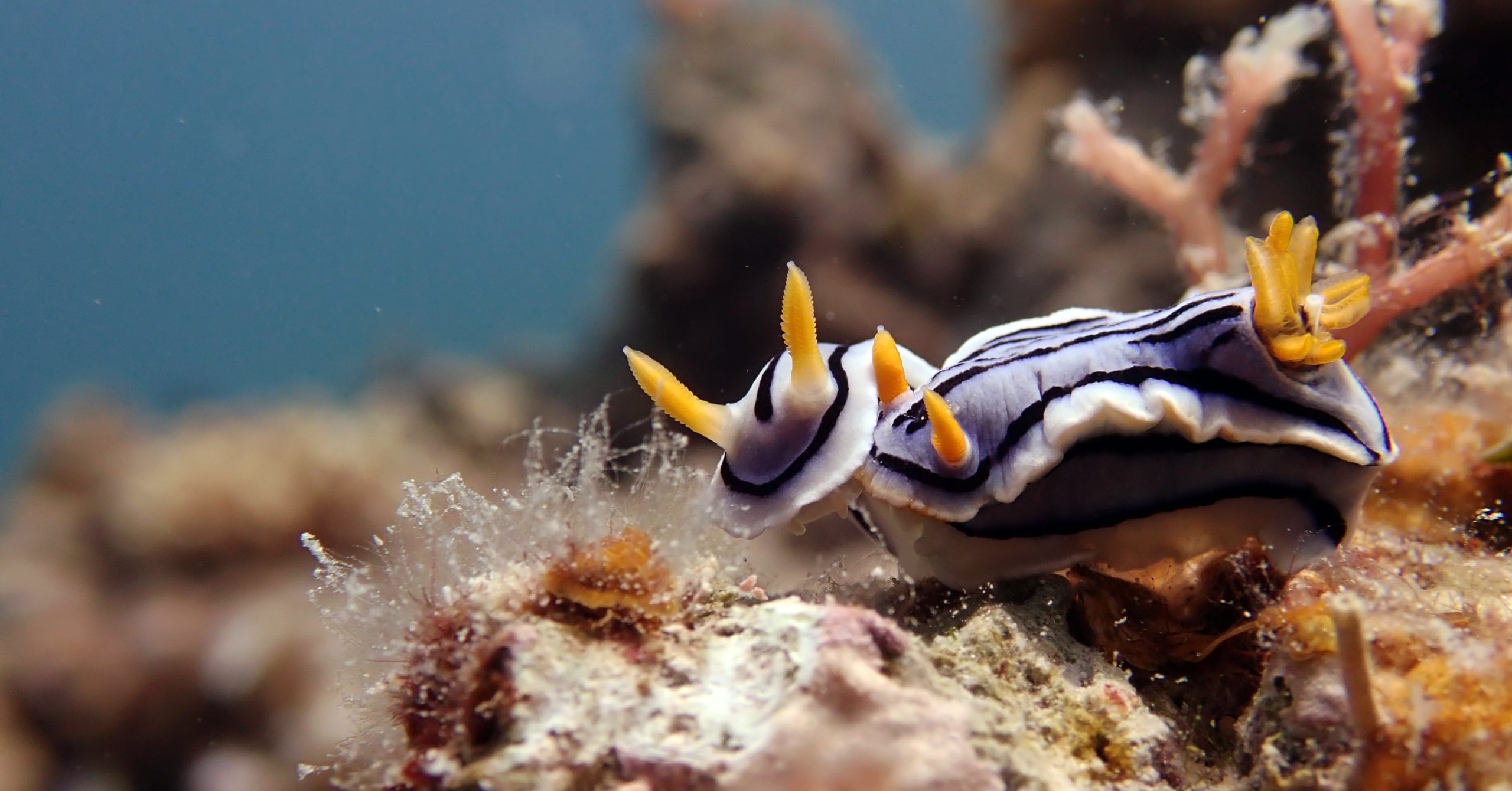 nudibranch world el nido palawan divers