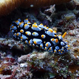 phyllidia varicosa nudibranch el nido palawan divers