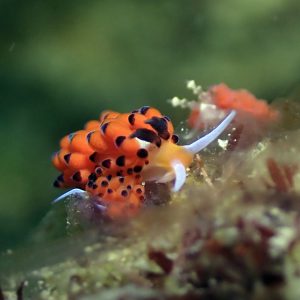 ringed favorinus tsurganus nudibranch el nido palawan divers