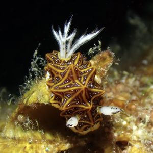 tessellated halgerda nudibranch el nido palawan divers