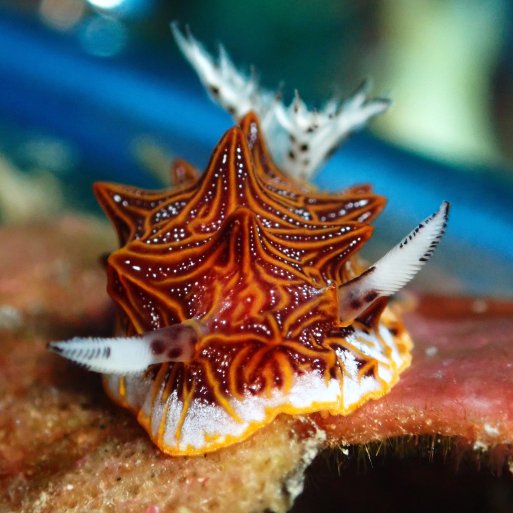 tessellated halgerda nudibranch el nido palawan divers