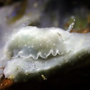 white speckled dorid nudibranch el nido palawan divers