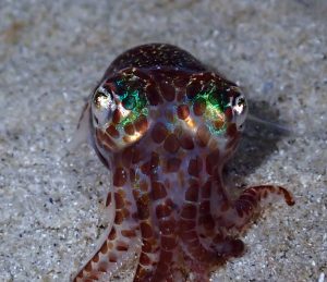 bobtail-squid-night-dive-el-nido-palawan-divers