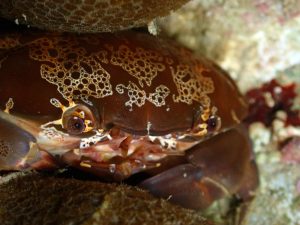 crab-night-dive-el-nido-palawan-divers