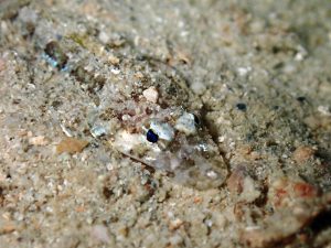 crocodile-flathead-night-dive-el-nido-palawan-divers