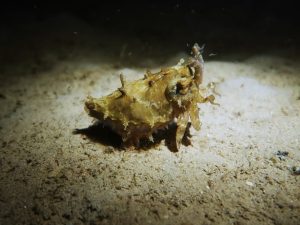dwarf-cuttlefish-night-dive-el-nido-palawan-divers
