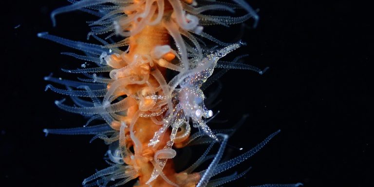 night dive shrimp el nido palawan divers cover