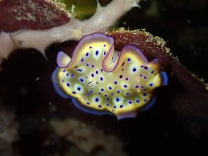 nudibranch-night-dive-el-nido-palawan-divers