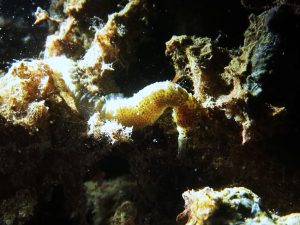 seahorse-night-dive-el-nido-palawan-divers
