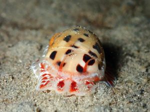 shell-night-dive-el-nnido-palawan-divers