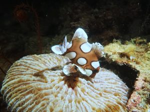 sweetlips-night-dive-el-nido-palawan-divers